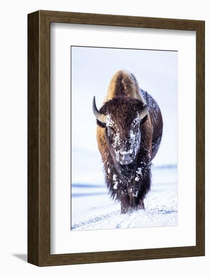 Wyoming, Yellowstone National Park, Bull Bison Walking in Hayden Valley-Elizabeth Boehm-Framed Photographic Print