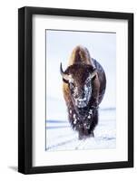 Wyoming, Yellowstone National Park, Bull Bison Walking in Hayden Valley-Elizabeth Boehm-Framed Photographic Print