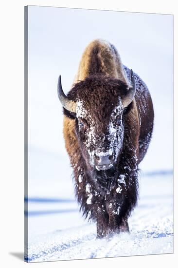 Wyoming, Yellowstone National Park, Bull Bison Walking in Hayden Valley-Elizabeth Boehm-Stretched Canvas