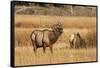 Wyoming, Yellowstone National Park, Bull Elk Bugling and Scenting During Rut-Elizabeth Boehm-Framed Stretched Canvas