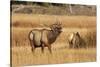 Wyoming, Yellowstone National Park, Bull Elk Bugling and Scenting During Rut-Elizabeth Boehm-Stretched Canvas