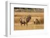 Wyoming, Yellowstone National Park, Bull Elk Bugling and Scenting During Rut-Elizabeth Boehm-Framed Photographic Print