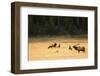 Wyoming, Yellowstone National Park, Bull Elk Bugling-Patrick J. Wall-Framed Photographic Print