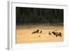 Wyoming, Yellowstone National Park, Bull Elk Bugling-Patrick J. Wall-Framed Photographic Print