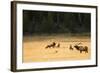 Wyoming, Yellowstone National Park, Bull Elk Bugling-Patrick J. Wall-Framed Photographic Print