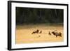 Wyoming, Yellowstone National Park, Bull Elk Bugling-Patrick J. Wall-Framed Photographic Print