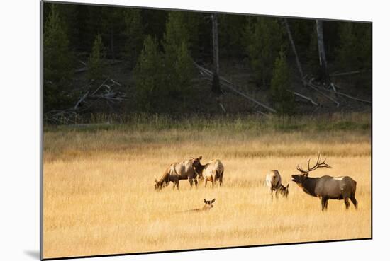 Wyoming, Yellowstone National Park, Bull Elk Bugling-Patrick J. Wall-Mounted Photographic Print