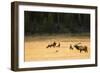 Wyoming, Yellowstone National Park, Bull Elk Bugling-Patrick J. Wall-Framed Photographic Print