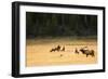 Wyoming, Yellowstone National Park, Bull Elk Bugling-Patrick J. Wall-Framed Photographic Print