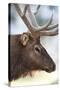 Wyoming, Yellowstone National Park. Bull Elk Detail Near Mammoth-Judith Zimmerman-Stretched Canvas