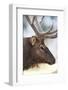 Wyoming, Yellowstone National Park. Bull Elk Detail Near Mammoth-Judith Zimmerman-Framed Photographic Print