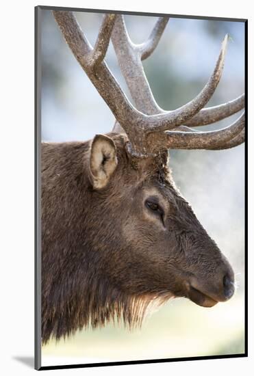 Wyoming, Yellowstone National Park. Bull Elk Detail Near Mammoth-Judith Zimmerman-Mounted Photographic Print