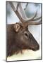 Wyoming, Yellowstone National Park. Bull Elk Detail Near Mammoth-Judith Zimmerman-Mounted Photographic Print