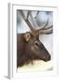 Wyoming, Yellowstone National Park. Bull Elk Detail Near Mammoth-Judith Zimmerman-Framed Photographic Print