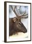 Wyoming, Yellowstone National Park. Bull Elk Detail Near Mammoth-Judith Zimmerman-Framed Photographic Print