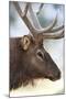 Wyoming, Yellowstone National Park. Bull Elk Detail Near Mammoth-Judith Zimmerman-Mounted Photographic Print