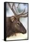 Wyoming, Yellowstone National Park. Bull Elk Detail Near Mammoth-Judith Zimmerman-Framed Stretched Canvas