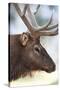 Wyoming, Yellowstone National Park. Bull Elk Detail Near Mammoth-Judith Zimmerman-Stretched Canvas