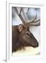 Wyoming, Yellowstone National Park. Bull Elk Detail Near Mammoth-Judith Zimmerman-Framed Photographic Print