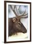 Wyoming, Yellowstone National Park. Bull Elk Detail Near Mammoth-Judith Zimmerman-Framed Photographic Print