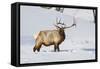 Wyoming, Yellowstone National Park, Bull Elk Foraging Through Snowpack-Elizabeth Boehm-Framed Stretched Canvas