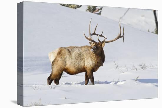 Wyoming, Yellowstone National Park, Bull Elk Foraging Through Snowpack-Elizabeth Boehm-Stretched Canvas