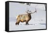 Wyoming, Yellowstone National Park, Bull Elk Foraging Through Snowpack-Elizabeth Boehm-Framed Stretched Canvas