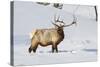 Wyoming, Yellowstone National Park, Bull Elk Foraging Through Snowpack-Elizabeth Boehm-Stretched Canvas