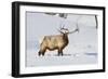 Wyoming, Yellowstone National Park, Bull Elk Foraging Through Snowpack-Elizabeth Boehm-Framed Photographic Print