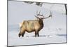 Wyoming, Yellowstone National Park, Bull Elk Foraging Through Snowpack-Elizabeth Boehm-Mounted Photographic Print