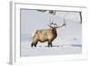 Wyoming, Yellowstone National Park, Bull Elk Foraging Through Snowpack-Elizabeth Boehm-Framed Photographic Print