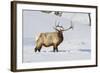 Wyoming, Yellowstone National Park, Bull Elk Foraging Through Snowpack-Elizabeth Boehm-Framed Photographic Print