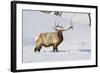 Wyoming, Yellowstone National Park, Bull Elk Foraging Through Snowpack-Elizabeth Boehm-Framed Photographic Print