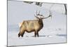 Wyoming, Yellowstone National Park, Bull Elk Foraging Through Snowpack-Elizabeth Boehm-Mounted Photographic Print