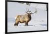 Wyoming, Yellowstone National Park, Bull Elk Foraging Through Snowpack-Elizabeth Boehm-Framed Photographic Print