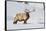 Wyoming, Yellowstone National Park, Bull Elk Foraging Through Snowpack-Elizabeth Boehm-Framed Stretched Canvas
