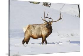 Wyoming, Yellowstone National Park, Bull Elk Foraging Through Snowpack-Elizabeth Boehm-Stretched Canvas