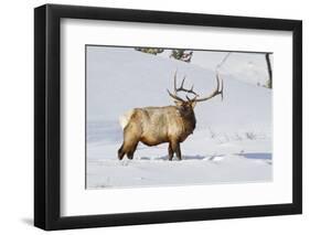 Wyoming, Yellowstone National Park, Bull Elk Foraging Through Snowpack-Elizabeth Boehm-Framed Photographic Print