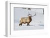 Wyoming, Yellowstone National Park, Bull Elk Foraging Through Snowpack-Elizabeth Boehm-Framed Photographic Print