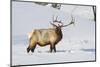 Wyoming, Yellowstone National Park, Bull Elk Foraging Through Snowpack-Elizabeth Boehm-Mounted Photographic Print