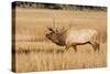 Wyoming, Yellowstone National Park, Bull Elk in Rut Posturing in Evening Light-Elizabeth Boehm-Stretched Canvas