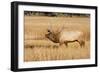 Wyoming, Yellowstone National Park, Bull Elk in Rut Posturing in Evening Light-Elizabeth Boehm-Framed Photographic Print