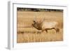 Wyoming, Yellowstone National Park, Bull Elk in Rut Posturing in Evening Light-Elizabeth Boehm-Framed Photographic Print