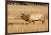 Wyoming, Yellowstone National Park, Bull Elk in Rut Posturing in Evening Light-Elizabeth Boehm-Framed Photographic Print