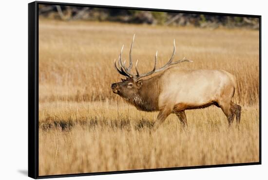 Wyoming, Yellowstone National Park, Bull Elk in Rut Posturing in Evening Light-Elizabeth Boehm-Framed Stretched Canvas