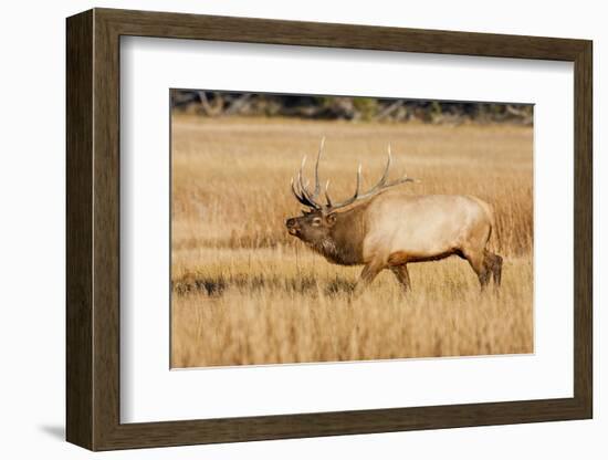 Wyoming, Yellowstone National Park, Bull Elk in Rut Posturing in Evening Light-Elizabeth Boehm-Framed Photographic Print