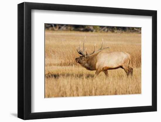 Wyoming, Yellowstone National Park, Bull Elk in Rut Posturing in Evening Light-Elizabeth Boehm-Framed Photographic Print