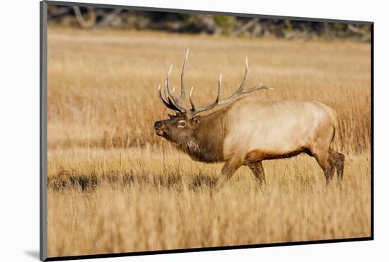 Wyoming, Yellowstone National Park, Bull Elk in Rut Posturing in Evening Light-Elizabeth Boehm-Mounted Photographic Print