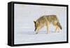 Wyoming, Yellowstone National Park, Coyote Hunting on Snowpack-Elizabeth Boehm-Framed Stretched Canvas