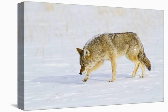 Wyoming, Yellowstone National Park, Coyote Hunting on Snowpack-Elizabeth Boehm-Stretched Canvas